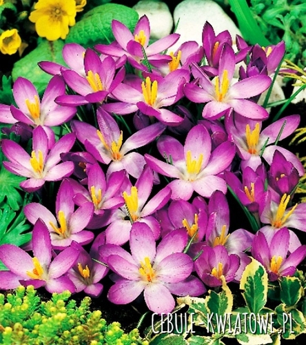 Krokus Wiosenny Whitewell Purple 10 szt.