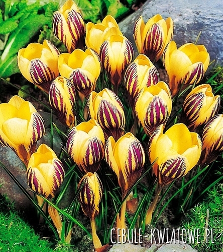 Krokus Wielkokwiatowy Saturnus 10 szt.