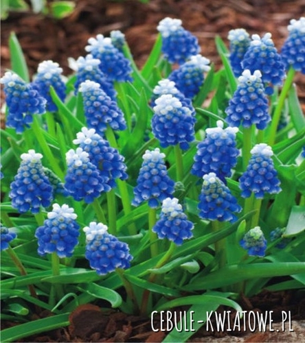 Muscari - Szafirek Mount Hood 10 szt.