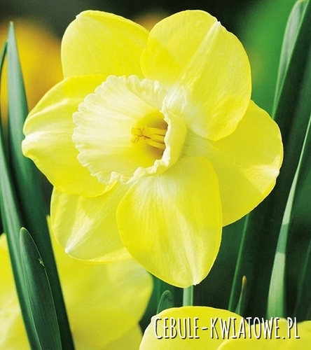 Narcyz Dla Kolekcjonera Avalon 3 szt.