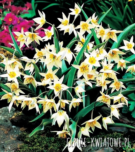Tulipan Botaniczny Turkestanica 5 szt.
