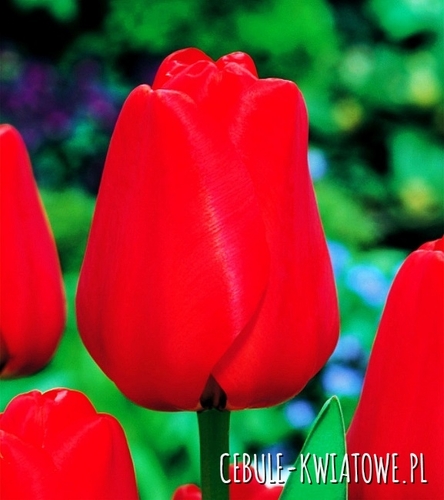 Tulipan Darwina Apeldoorn 5 szt.