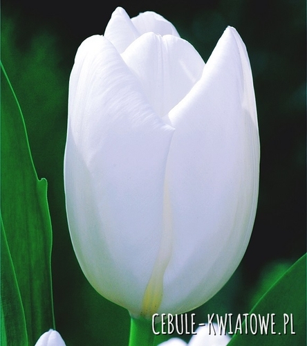 Tulipan Darwina Hakuun 5 szt.