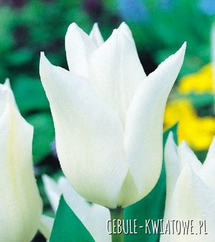 Tulipan Liliokształtny White Wings 5 szt.
