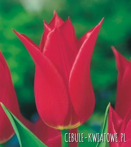 Tulipan Liliokształtny Norma Major 5 szt.