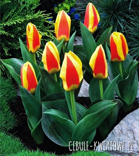 Tulipan Niski Stresa 5 szt.
