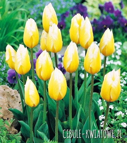 Tulipan Niski Sweet Heart 5 szt.