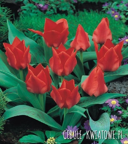 Tulipan Niski Sombrero 5 szt.