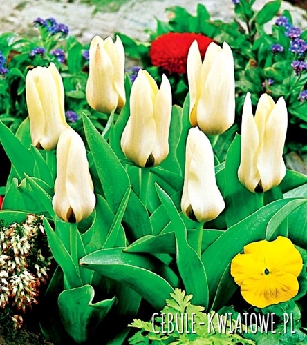 Tulipan Niski Concerto 5 szt.
