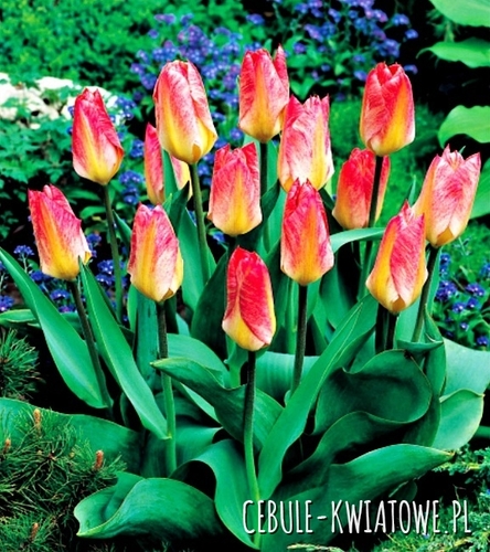 Tulipan Niski Flamming Emperor 5 szt.