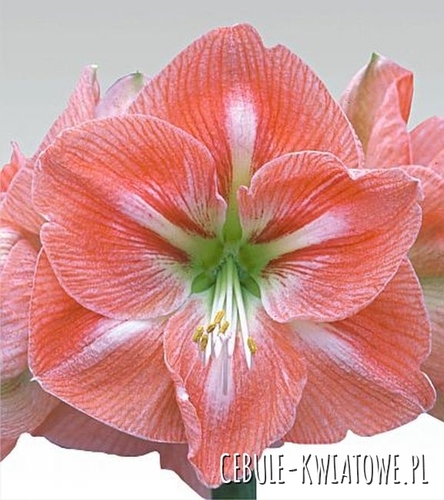 Hippeastrum - Amarylis Apricot Parfait 1 szt.