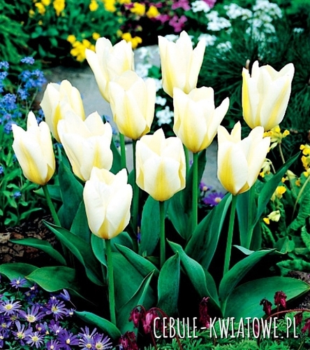 Tulipan Niski Fostera White Purissima 5 szt.