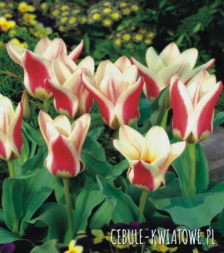 Tulipan Niski Fostera Zombie 5 szt.