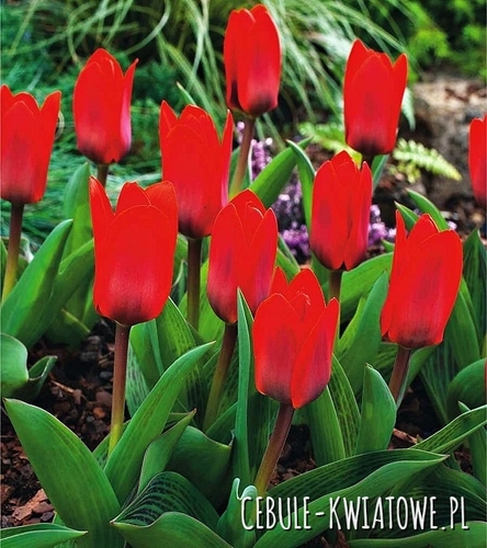 Tulipan Niski Kaufmanna Showinner 5 szt.