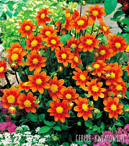 Dalia Karłowa Top Mix Orange 1 szt.