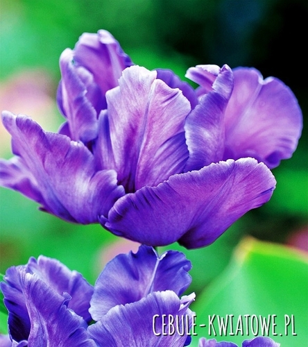 Tulipan Papuzi Blue Parrot 5 szt.