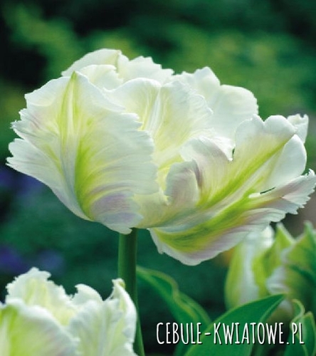 Tulipan Papuzi White Parrot 5 szt.