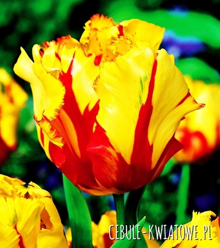 Tulipan Papuzi Texas Flame 5 szt.