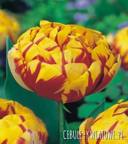Tulipan Pełny Golden Nizza 5 szt.