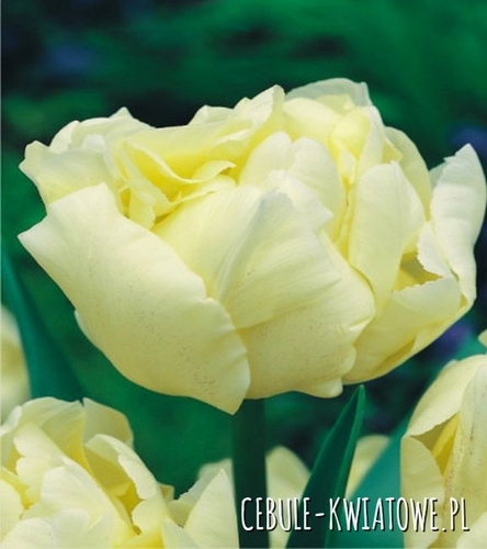 Tulipan Pełny Montreux 5 szt.