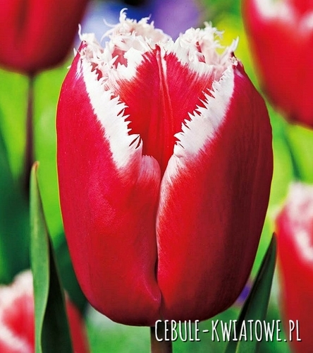 Tulipan Strzępiasty Canasta 5 szt.
