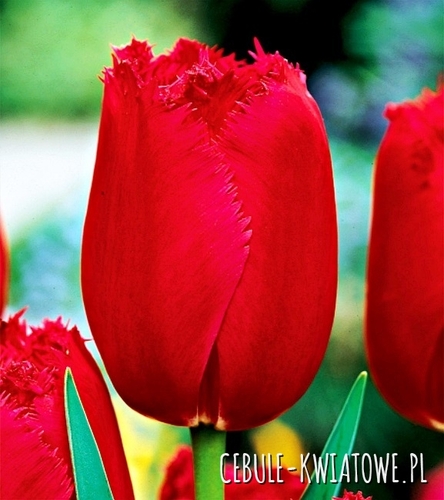 Tulipan Strzępiasty Burgundy Lace 5 szt.