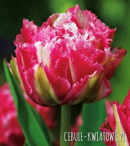 Tulipan Strzępiasty Crispion Sweet 5 szt.