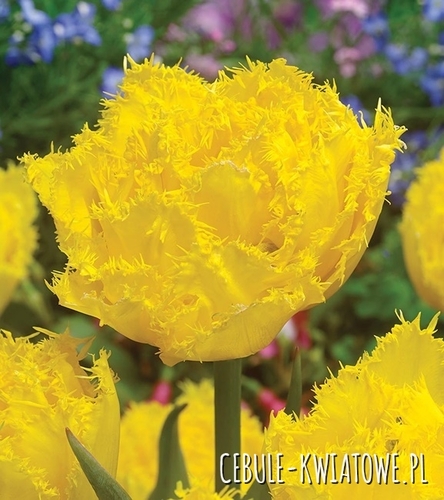 Tulipan Strzępiasty Exotic Sun 5 szt.