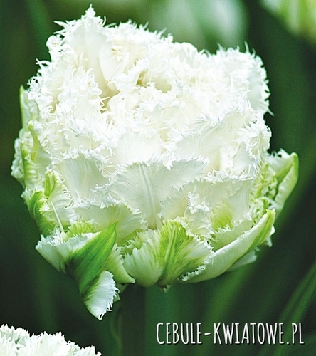 Tulipan Strzępiasty Snow Crystal 5 szt.