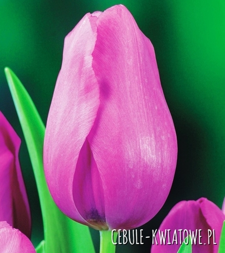 Tulipan Triumph Don Quichotte 5 szt.