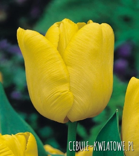 Tulipan Triumph Yellow King 5 szt.