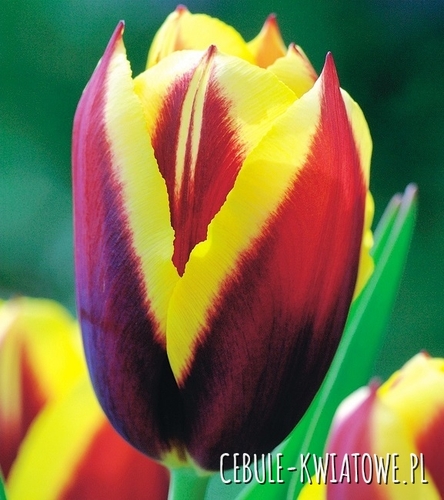 Tulipan Triumph Gavota 5 szt.