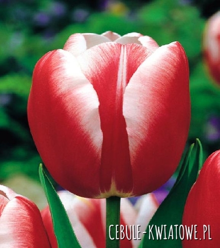 Tulipan Triumph Leen V/D Mark 5 szt.