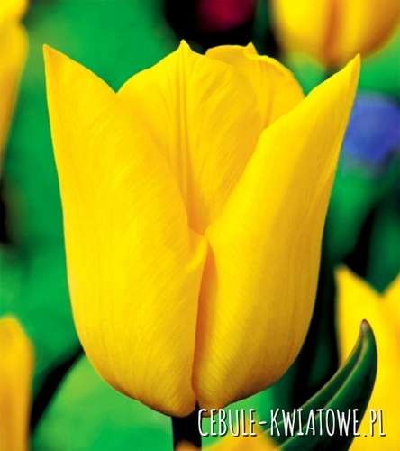 Tulipan Triumph Yokohama 5 szt.