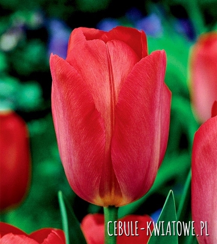Tulipan Triumph Van Eijk 5 szt.