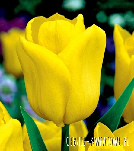 Tulipan Triumph Yellow Flight 5 szt.