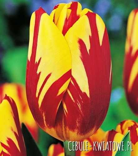 Tulipan Triumph Dwukolorowy Helmar 5 szt.