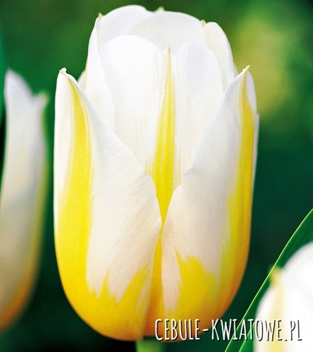 Tulipan Triumph Dwukolorowy Flaming Coquette 5 szt.