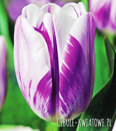 Tulipan Triumph Dwukolorowy Flaming Flag 5 szt.