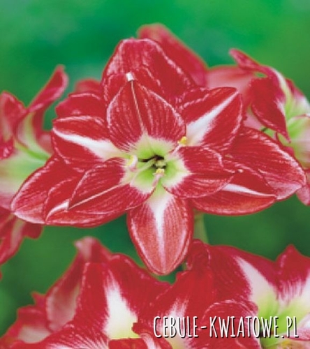 Hippeastrum - Amarylis Pasadena 1 szt.