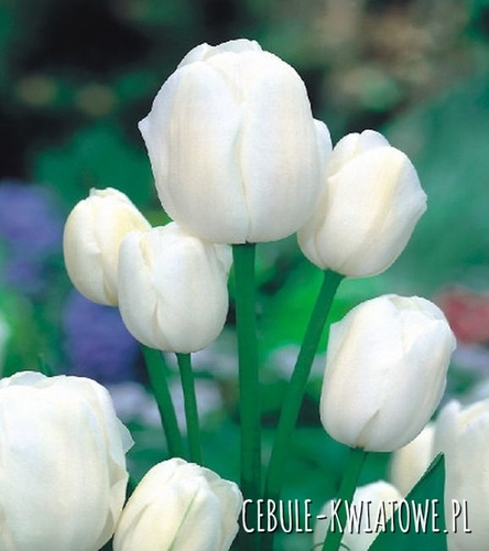 Tulipan Wielokwiatowy Weisse Berliner 5 szt.