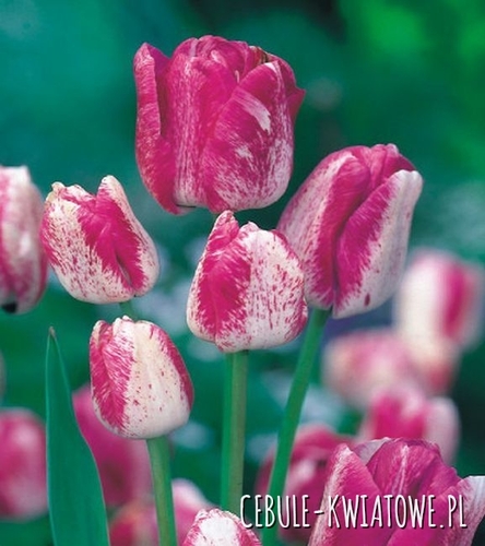 Tulipan Wielokwiatowy Modern Style 5 szt.