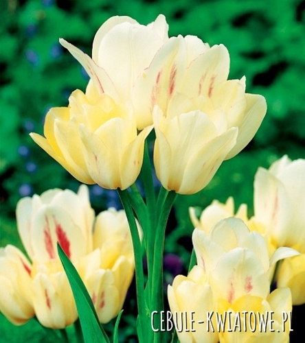 Tulipan Wielokwiatowy Candy Club 5 szt.