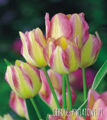 Tulipan Wielokwiatowy Georgette 5 szt.
