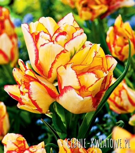 Tulipan Wielokwiatowy Aquilla 5 szt.