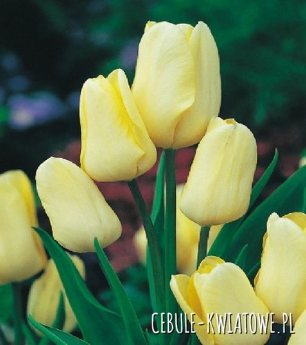Tulipan Wielokwiatowy Hans Dietrich 5 szt.