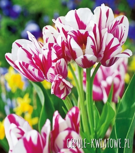 Tulipan Wielokwiatowy Flaming Club 5 szt.