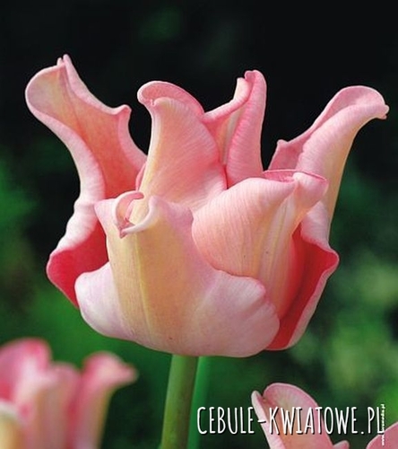 Tulipan Ekskluzywny Witty Picture 5 szt.