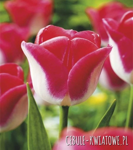 Tulipan Dwukolorowy Lipgloss 5 szt.
