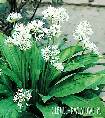Allium Ursinum - Czosnek Niedźwiedzi 5 szt.